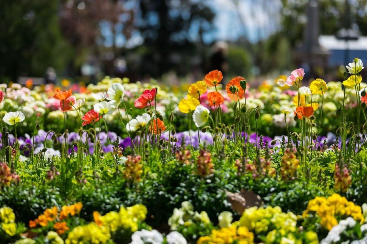 Toowoomba Carnival Of Flowers Unveils Month Long Celebration For 2021 Travelmallnews Com
